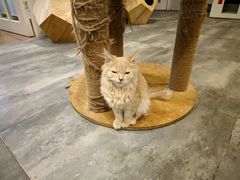 -楼上猫咖(罗湖店)