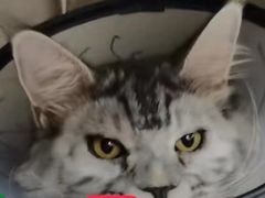 -爱侣宠医·鹦鹉专科·小型哺乳类·异宠专科(灵石路店)