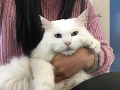 -Anne猫窝咖啡屋