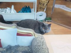 -Pets First伊珊娜洗护·精致美容·家庭式寄养(新会路店)