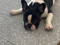 -Let's go狗咖·猫咖·奶狗·桌游(春熙路IFS店)