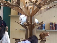 -飞行喵MR PILOT|猫舍·猫咖(静安大融城店)