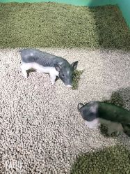 -酷嗒动物文化乐园(cutezoo西溪乐天城店)