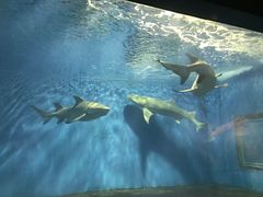 -北戴河圣蓝海洋公园