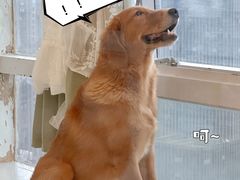 -共舞时光猫咖·狗咖(新街口店)
