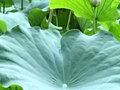 -四川大学(华西校区)