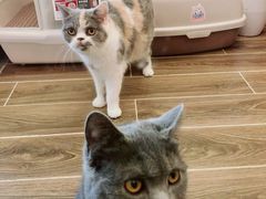 -猫大福·Fortune Cat猫舍(百子湾店)