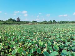 -上海海湾国家森林公园