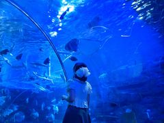 -江和美海洋公园