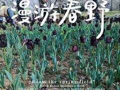 -顾村公园
