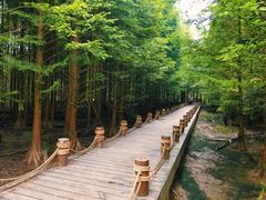 -桤木河湿地公园