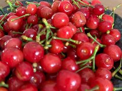 -北宅大永樱桃采摘基地(崂山总部)