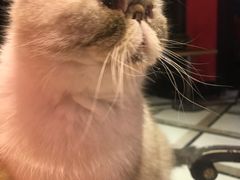 -猫色咖啡·猫咖