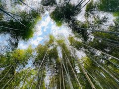 -上海佘山国家森林公园天马山园