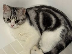 -lincat·猫舍(广州店)