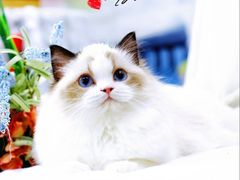 -70cat德文卷毛猫·缅因猫纯种猫舍