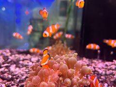 -青石桥花鸟鱼虫市场(叠翠城店)