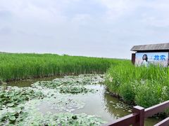 -宁波杭州湾国家湿地公园