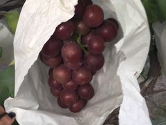 -马陆小张葡萄园农家乐