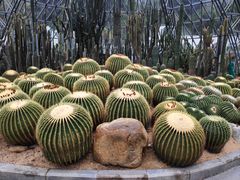 -深圳仙湖植物园