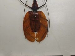 -上海昆虫博物馆