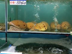 水产区-南海渔家•海鲜•正宗海南菜(海棠湾店)