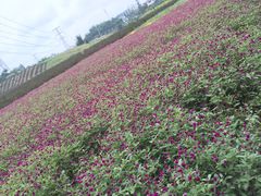 -紫颐香薰山谷景区