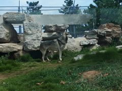 -西霞口神雕山野生动物世界