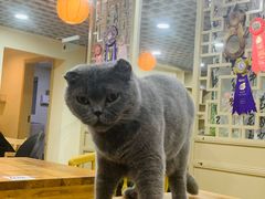 -猫小院猫主题餐厅(南锣旗舰店)