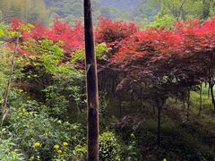 -北仑森林植物园