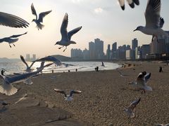 -海云台海滩