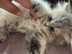 -瑞派申生动物医院·24H夜诊·国际动物医疗中心·骨外科(吴中路店)