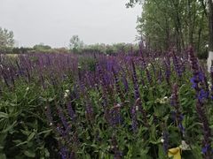 -汉长安城未央宫国家考古遗址公园