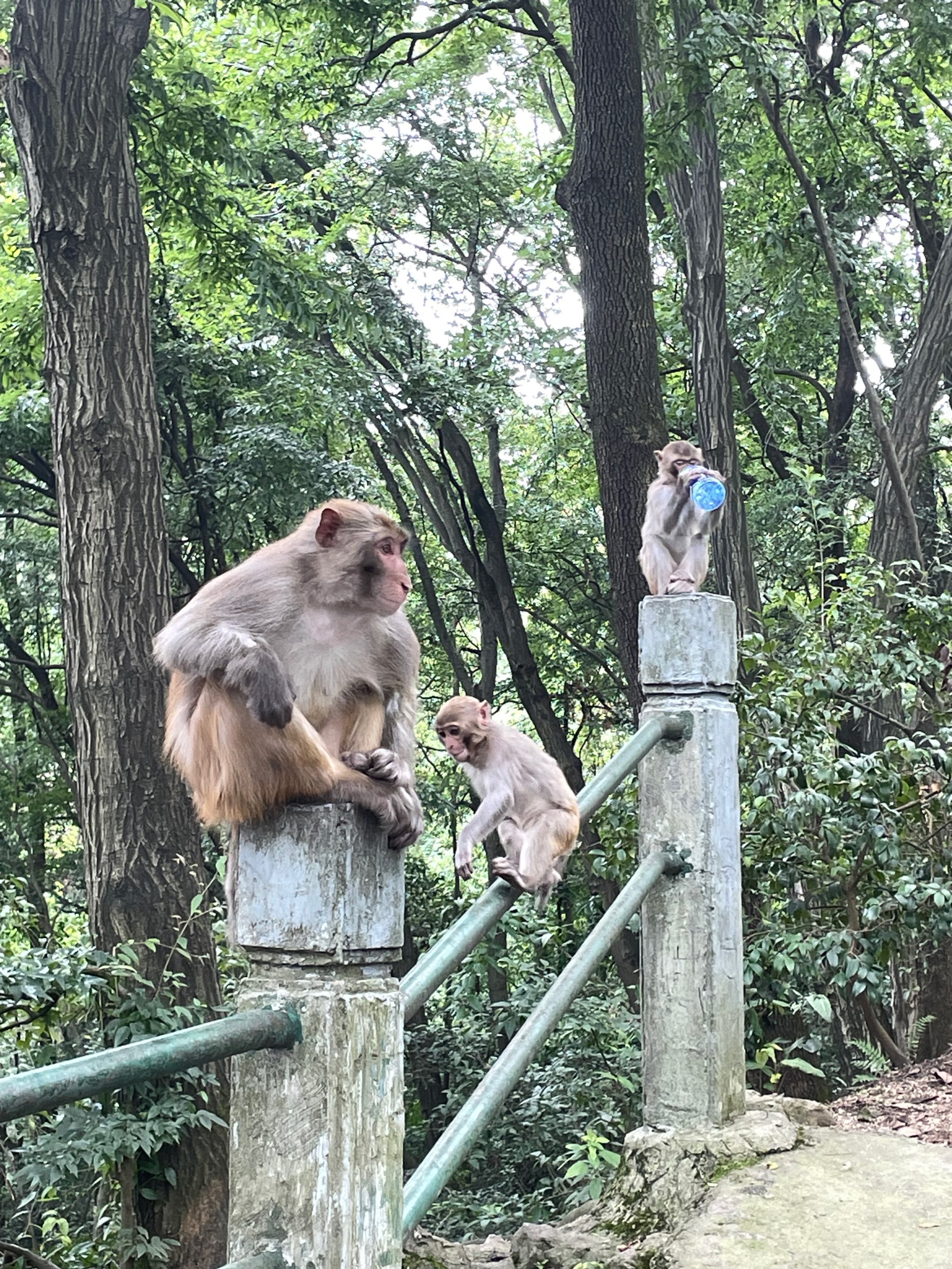 西双版纳猴山图片