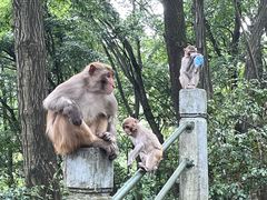 -黔灵山公园