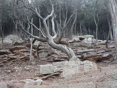 -抱犊崮国家森林公园