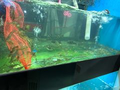 -全乐鱼馆·淳牌有机鱼直营店