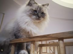 -滚猫咖啡·猫咖·猫友好撸猫(未来城店)
