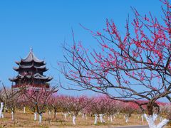 -上海海湾国家森林公园