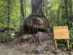 -莫里热带雨林景区