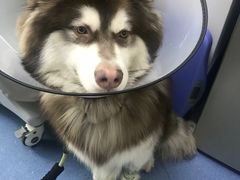 -宠颐生动物医院·心脏科·保险定点(锦阳分院)