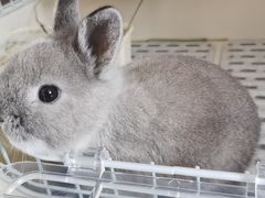 -猫猫幼稚园·撸猫·桌游·电玩