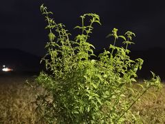 -罗坑大草原