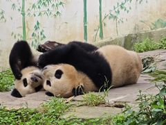 -中国大熊猫保护研究中心雅安碧峰峡基地