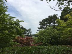 -汉拿树木园