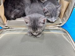 -艾贝尔宠物医院·24H转诊中心·肿瘤猫专科(江宁双龙店)