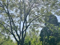 -泰山风景名胜区-普照寺