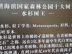 -日照海滨国家森林公园