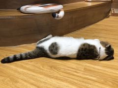 -啵啵喵·猫咖(攀华国际店)