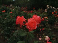 -国家植物园